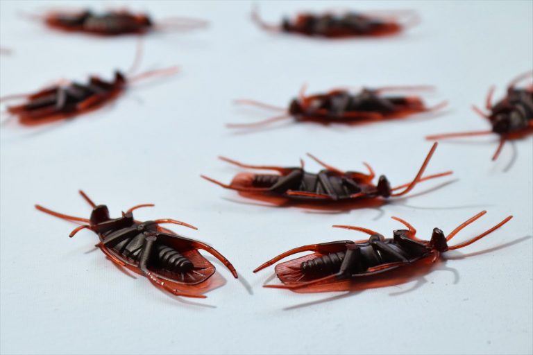 Top Ways Pests Are Damaging The Sweat Equity Out Of Your House