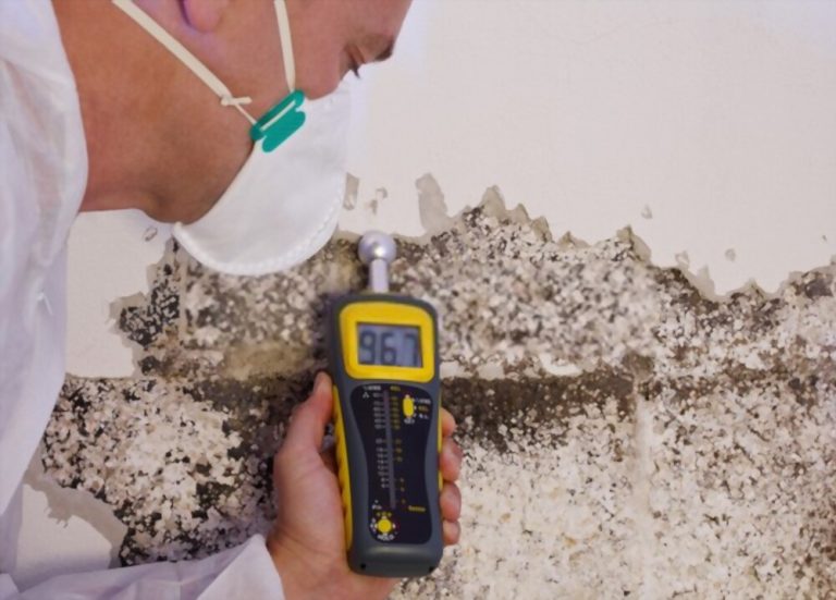 Mold Inspection