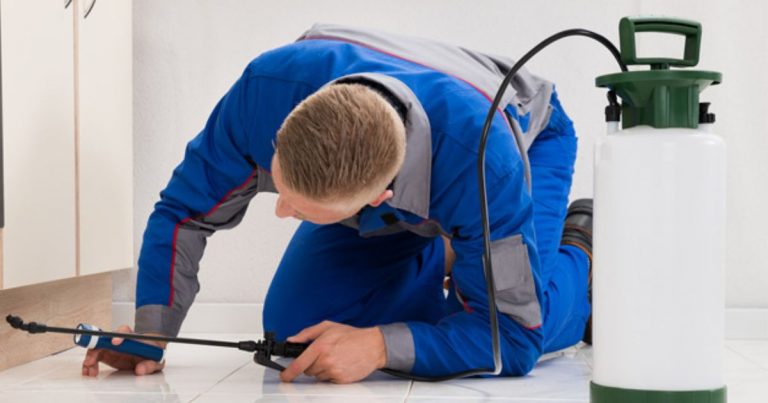 Pest Control Solutions