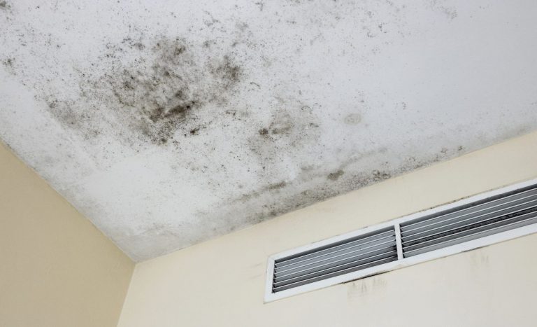 Mold spores