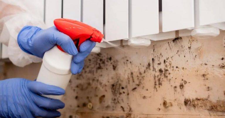 mold