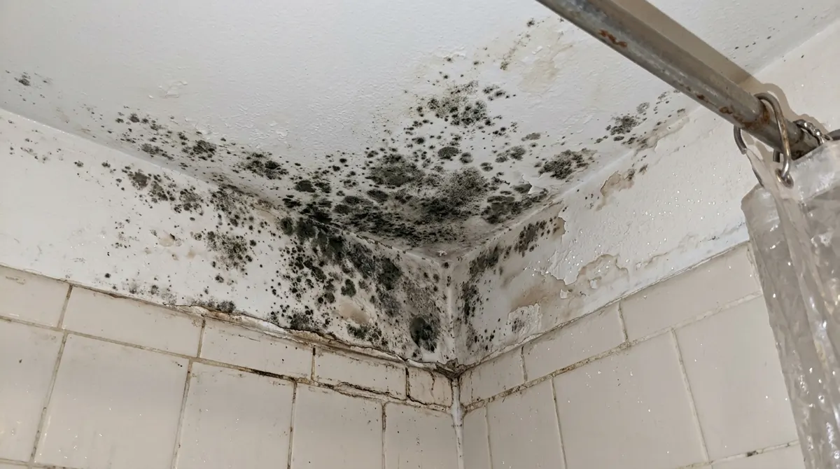 Black mold spots in the corner of a bathroom ceiling