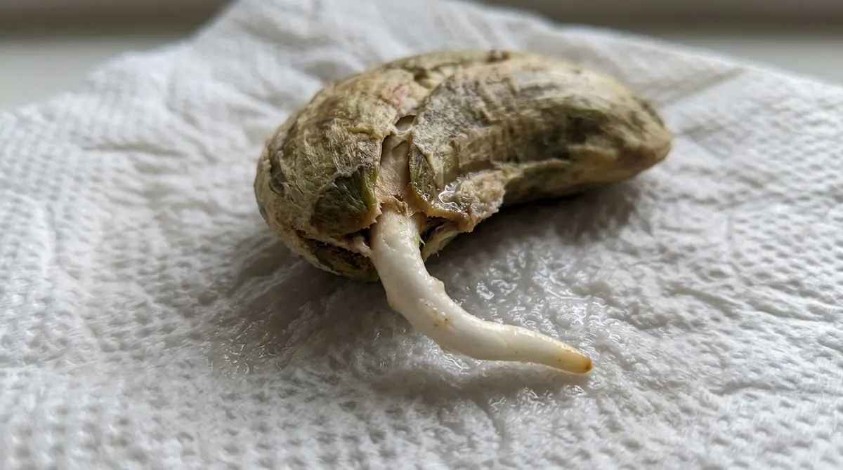 Mango seed sprouting roots on a damp paper towel
